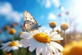 A butterfly sits on a white daisy in close-up Royalty Free Stock Photo