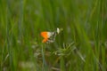 A butterfly sits on a white young spring flower Royalty Free Stock Photo