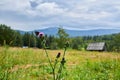 a butterfly sits on wild flowers thistles, green meadow, a beautiful view of the mountain peaks