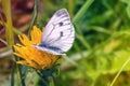 The butterfly sits on a yellow flower