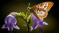 Butterfly In Purple Flower: Intense Lighting, Hdr, Northern Renaissance Inspired