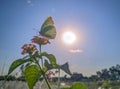 Butterfly sitting on a beautiful flower under colorful sky Royalty Free Stock Photo