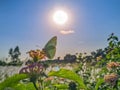 Butterfly sitting on a beautiful flower under colorful sky Royalty Free Stock Photo