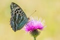 Butterfly sitting on blooming pink greater knapweed flower