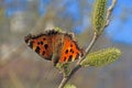 Butterfly sitting on the branch of a willow Royalty Free Stock Photo