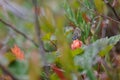 Butterfly sitting on cloudberry Royalty Free Stock Photo