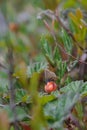 Butterfly sitting on cloudberry Royalty Free Stock Photo