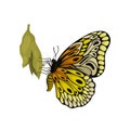 Butterfly sitting on cocoon. Flying insect with two pairs of wings with beautiful pattern. Flat vector icon Royalty Free Stock Photo