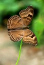 Close up of a Butterfly on a small white flower