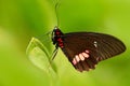 Butterfly sitting. Common Mormon, Papilio polytes, beautiful butterfly from Costa Rica and Panama. Beautiful butterfly in nature g