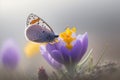 Butterfly is sitting on a crocus. Spring nature. Delicate purple and yellow flowers.