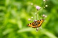 Butterfly on the flower.