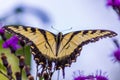 Butterfly sitting on a flower