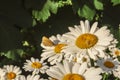 Butterfly sitting on flower blooming chamomile close up Matricaria medical herb meadow field in sunny light as summer backdrop Royalty Free Stock Photo