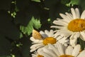 Butterfly sitting on flower blooming chamomile close up  Matricaria medical herb meadow field in sunny light as summer  backdrop Royalty Free Stock Photo