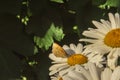 Butterfly sitting on flower blooming chamomile close up  Matricaria medical herb meadow field in sunny light as summer  backdrop Royalty Free Stock Photo