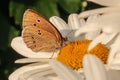 Butterfly sitting on flower blooming chamomile close up  Matricaria medical herb meadow field in sunny light as summer  backdrop Royalty Free Stock Photo