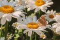 Butterfly sitting on flower blooming chamomile close up  Matricaria medical herb meadow field in sunny light as summer  backdrop Royalty Free Stock Photo