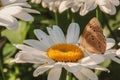 Butterfly sitting on flower blooming chamomile close up  Matricaria medical herb meadow field in sunny light as summer  backdrop Royalty Free Stock Photo