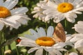 Butterfly sitting on flower blooming chamomile close up  Matricaria medical herb meadow field in sunny light as summer  backdrop Royalty Free Stock Photo