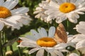 Butterfly sitting on flower blooming chamomile close up  Matricaria medical herb meadow field in sunny light as summer  backdrop Royalty Free Stock Photo