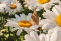 Butterfly sitting on flower blooming chamomile close up  Matricaria medical herb meadow field in sunny light as summer  backdrop Royalty Free Stock Photo