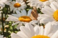 Butterfly sitting on flower blooming chamomile close up  Matricaria medical herb meadow field in sunny light as summer  backdrop Royalty Free Stock Photo