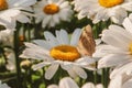 Butterfly sitting on flower blooming chamomile close up  Matricaria medical herb meadow field in sunny light as summer  backdrop Royalty Free Stock Photo