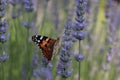 a butterfly is sitting on a flower Royalty Free Stock Photo