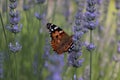 a butterfly is sitting on a flower Royalty Free Stock Photo