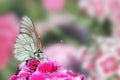 Butterfly sitting on flower carnation Royalty Free Stock Photo