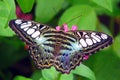 Butterfly sitting on a flower close-up. Beautiful butterfly on a red flower among green leaves Royalty Free Stock Photo