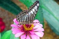 Butterfly sitting on a flower close-up. Beautiful butterfly on a red flower among green leaves Royalty Free Stock Photo