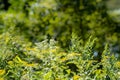 Butterfly sitting on flower in a fiedl