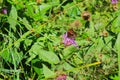 a butterfly is sitting on a flower at summer