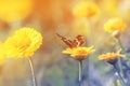 Butterfly sitting on a flower for Sunny summer meadow Royalty Free Stock Photo