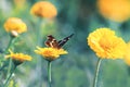 Butterfly sitting on a flower for Sunny summer meadow Royalty Free Stock Photo