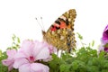 Butterfly sitting on flowers Royalty Free Stock Photo