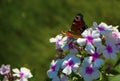 Butterfly sitting on flowers in a field outside the city