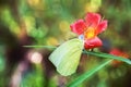 Butterfly sitting on flowers to take nectar,honey.