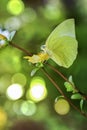 Butterfly sitting on flowers to take nectar,honey.