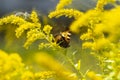 Butterfly sitting on goldenrod flower on a sunny day, orange with black wings. Royalty Free Stock Photo