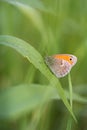 Butterfly Royalty Free Stock Photo