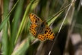 Butterfly Sitting On Grass Royalty Free Stock Photo