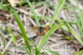 Butterfly sitting on the grass. Royalty Free Stock Photo