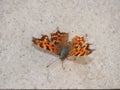 Butterfly sitting on the gray wall. The butterfly has red wings