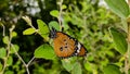 A butterfly sitting on green bush Royalty Free Stock Photo