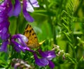 Butterfly sitting on green grass in a field Royalty Free Stock Photo