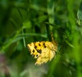 Butterfly sitting on green grass in a field Royalty Free Stock Photo