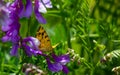 Butterfly sitting on green grass in a field Royalty Free Stock Photo